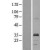 Western Blot: HSD11B1L Lysate [NBL1-11720] - Western Blot experiments.  Left-Control; Right -Over-expression Lysate for HSD11B1L.